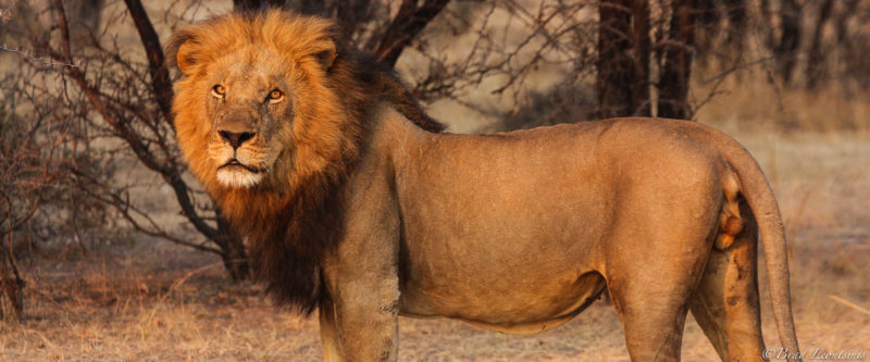 Trophy Hunting