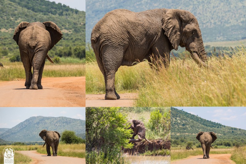 How Kruger elephant bulls became the Kings of Pilansberg