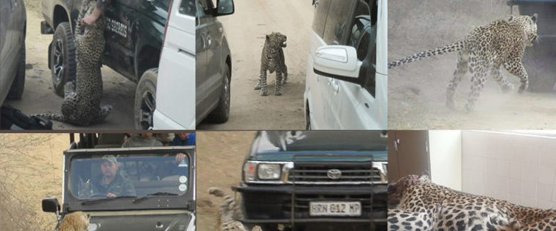 Why the spate of big cat attacks on guided tourists?