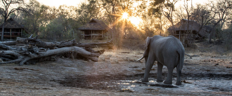 Savuti – Botswana’s Secret