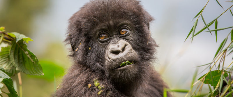 Experience Rwanda – A Visual Journey