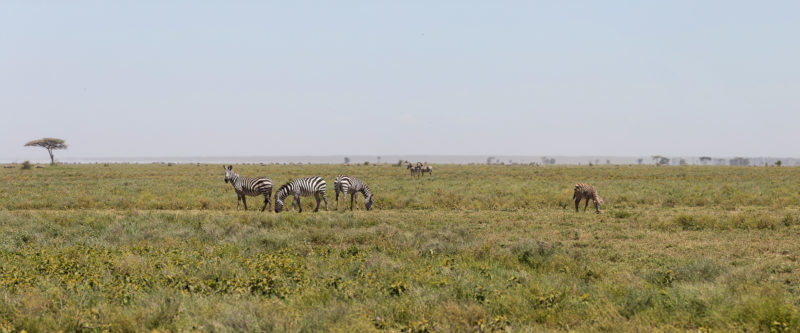 Serengeti – a Visual Journey